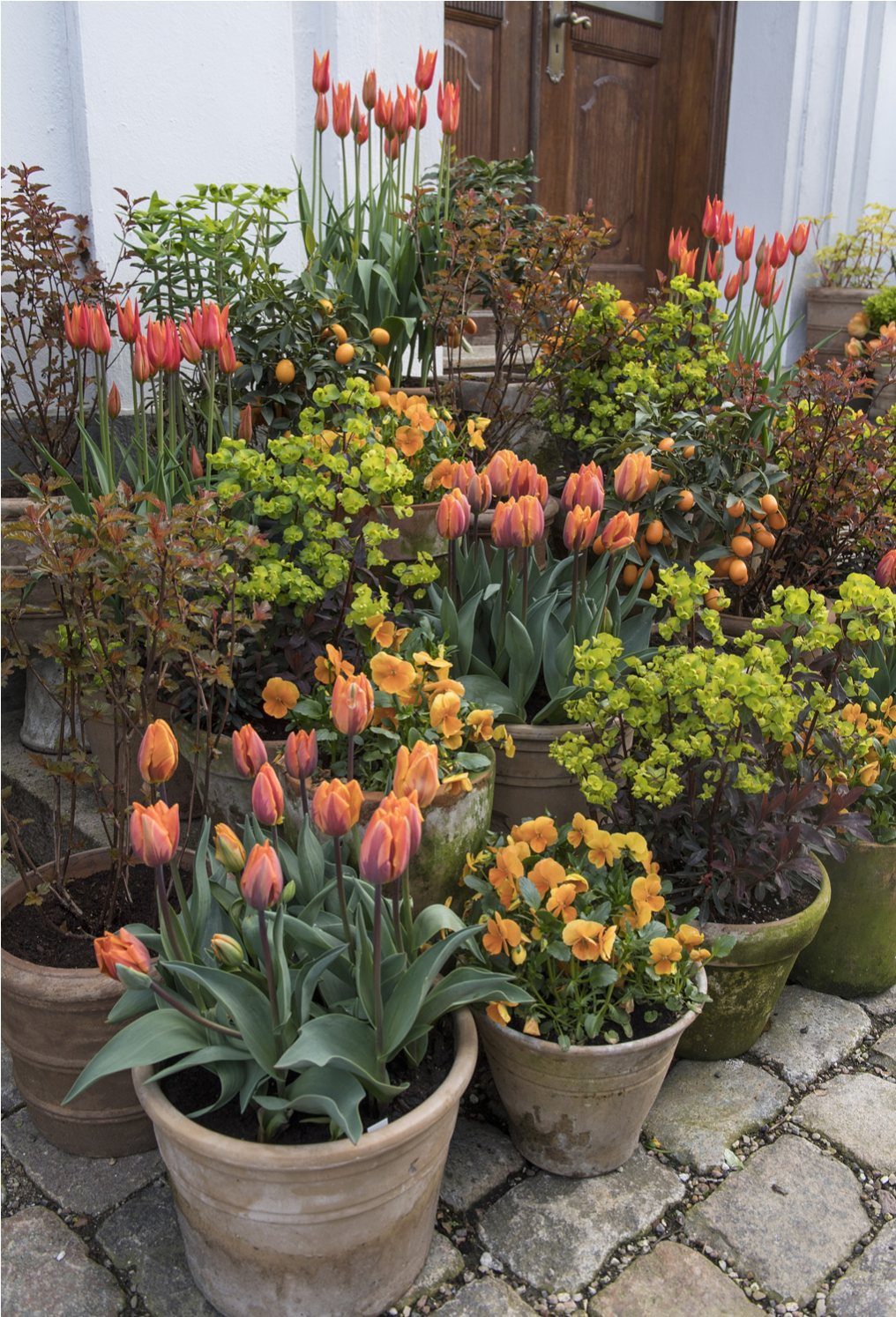 11 Cheap Container Gardening Ideas for Small Spaces 8 Various terracotta pots filled with blooming orange tulips and green plants sit on a cobblestone ground.
