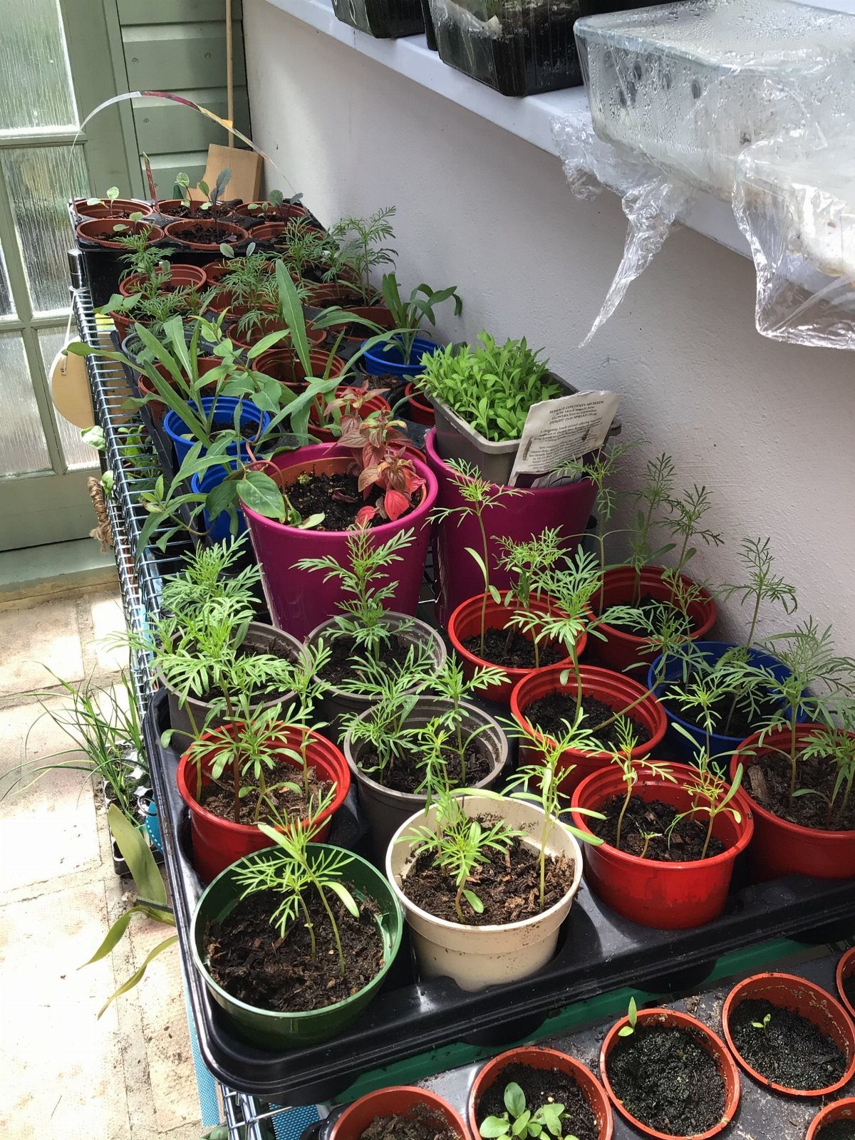 11 Cheap Container Gardening Ideas for Small Spaces 10 Small green seedlings growing in various colorful plastic pots arranged on a black tray.