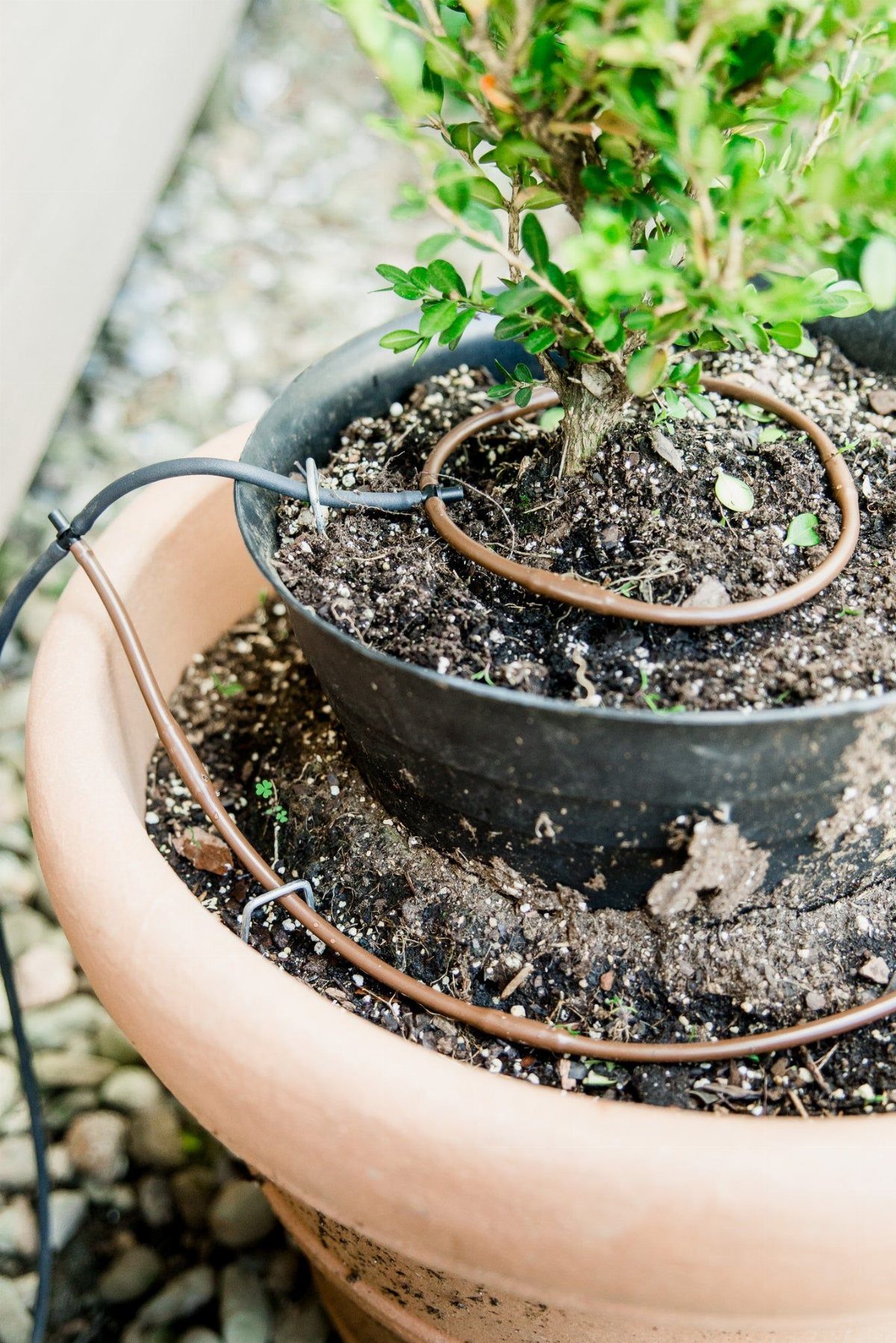 11 Cheap Container Gardening Ideas for Small Spaces 3 Irrigation tubing coiled on the soil surface of two different potted plants.