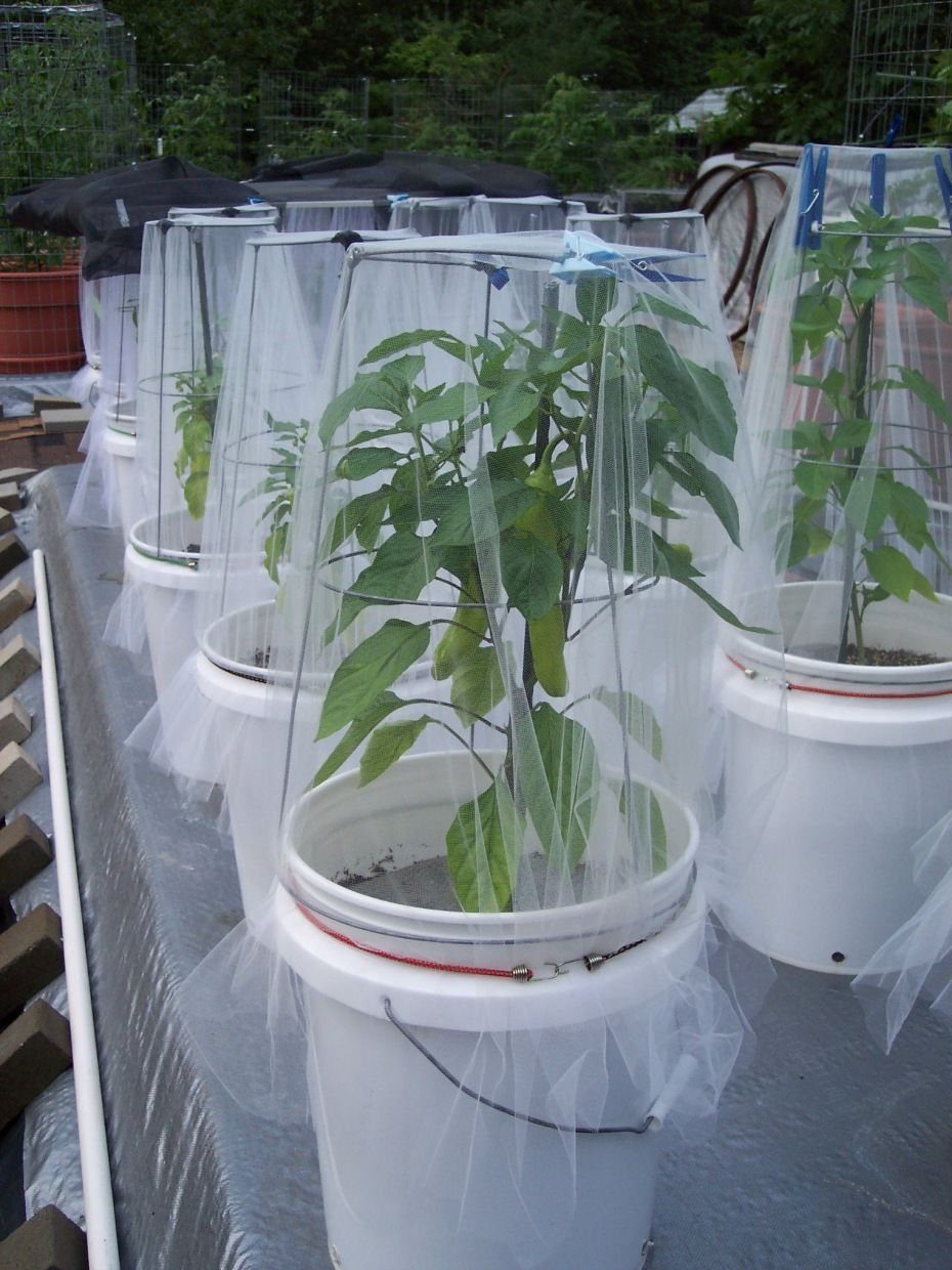 11 Cheap Container Gardening Ideas for Small Spaces 5 Green plants growing in white plastic buckets covered by protective mesh netting structures.