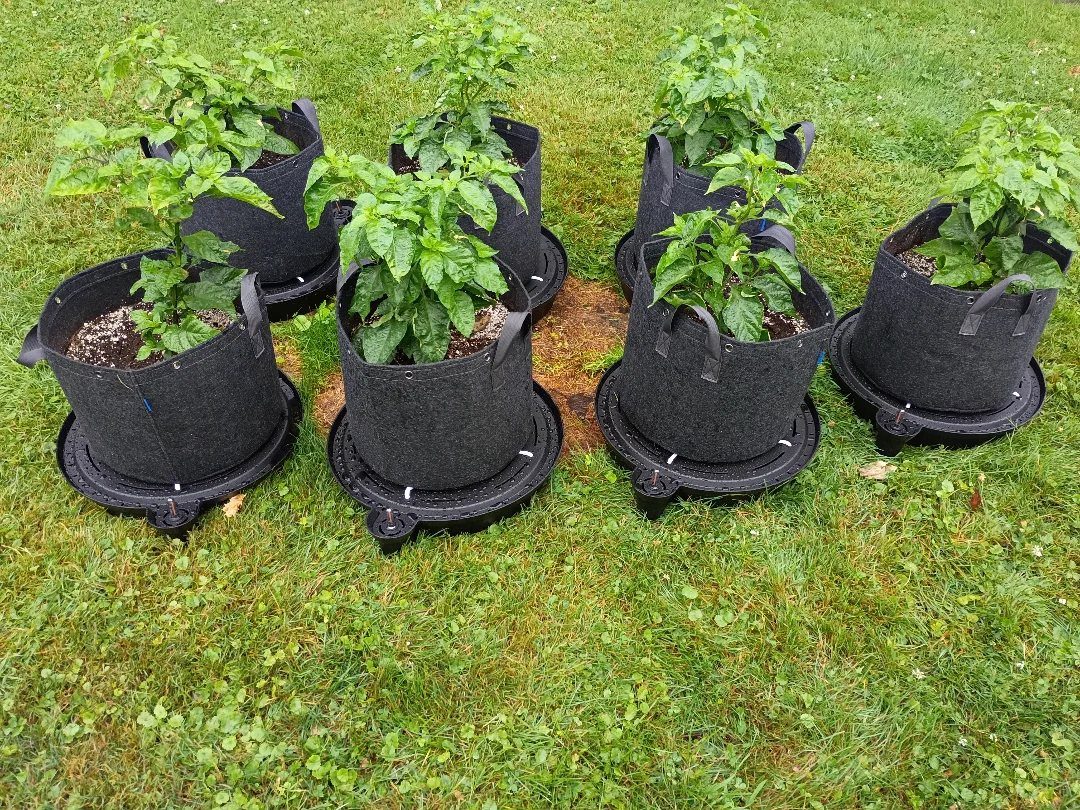 11 Cheap Container Gardening Ideas for Small Spaces 6 Black fabric grow bags with green plants arranged on rolling caddies on a grass lawn.