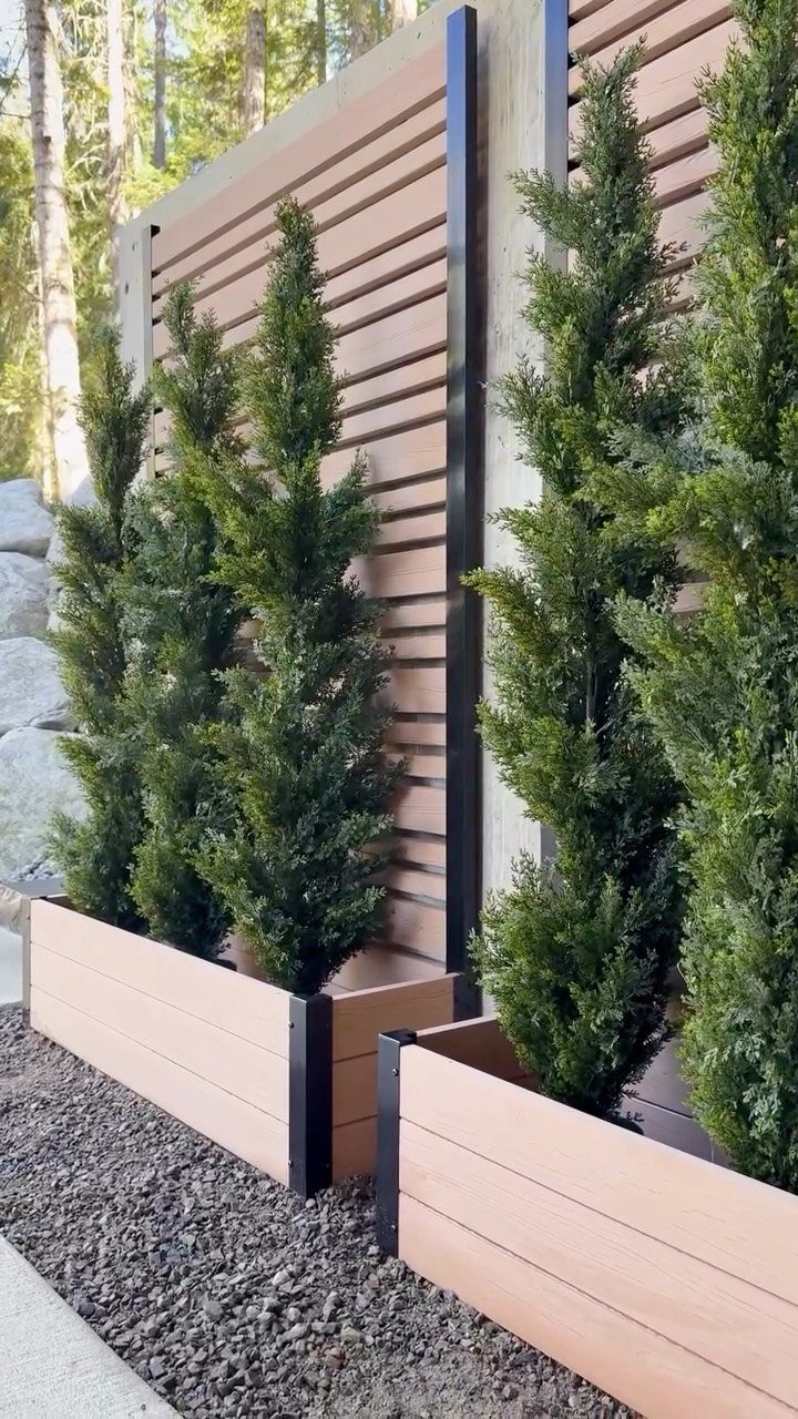 Tall evergreen trees in wooden planters positioned in front of horizontal wood slat privacy screens.