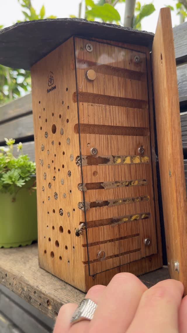 A wooden bee house with small holes and a clear front showing bees nesting inside.