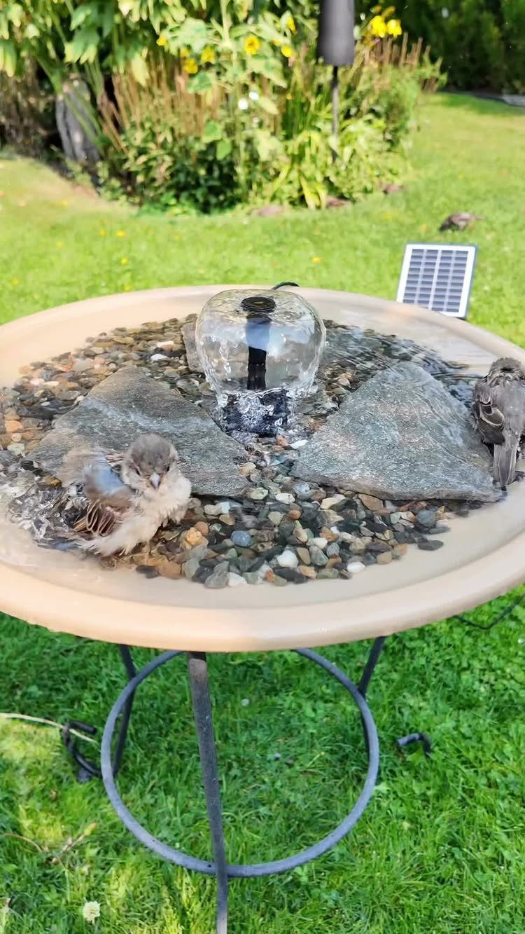Two small birds bathing in a stone-filled bird bath located on a green lawn.