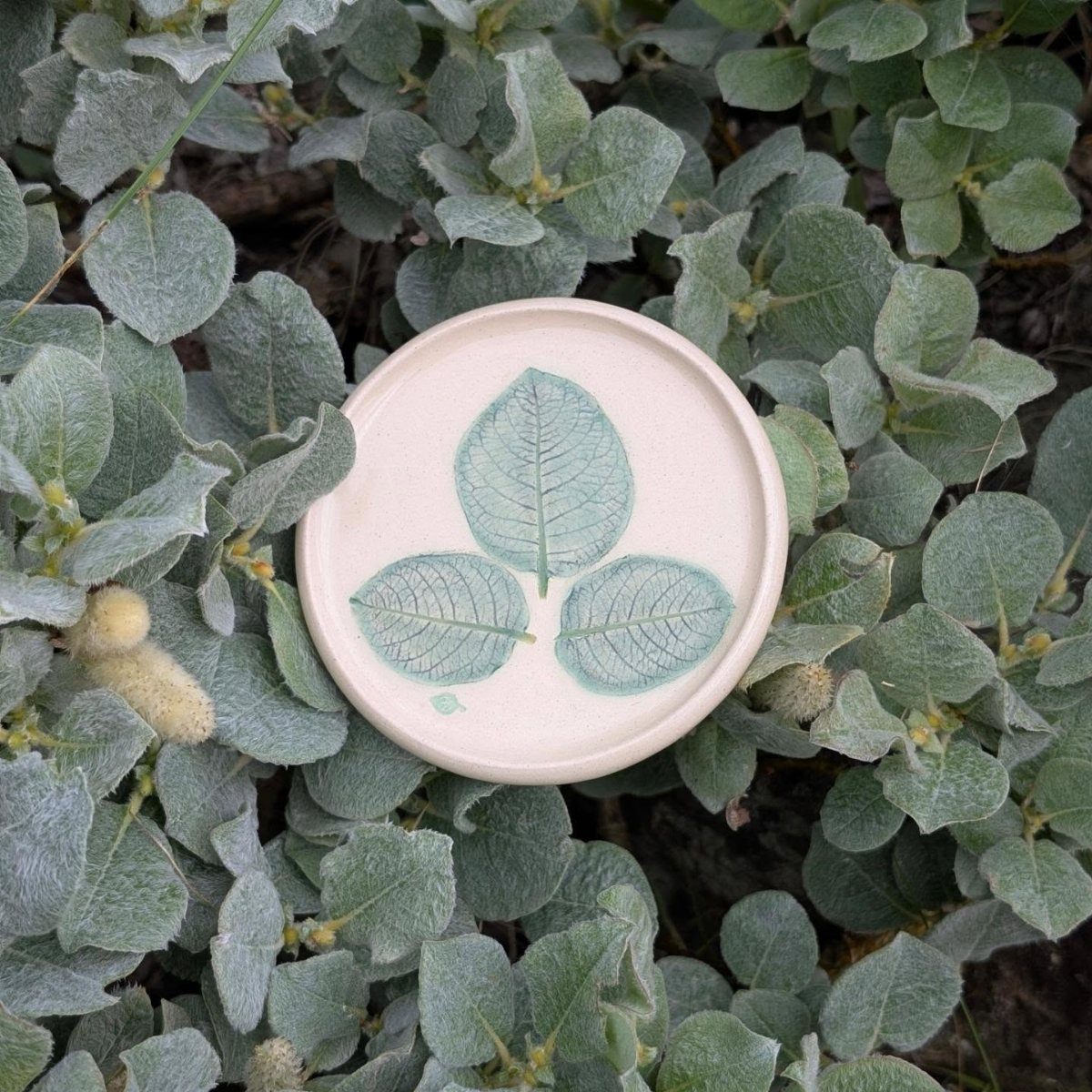 A cream ceramic coaster with three green leaf prints resting on fuzzy silvery-green foliage.