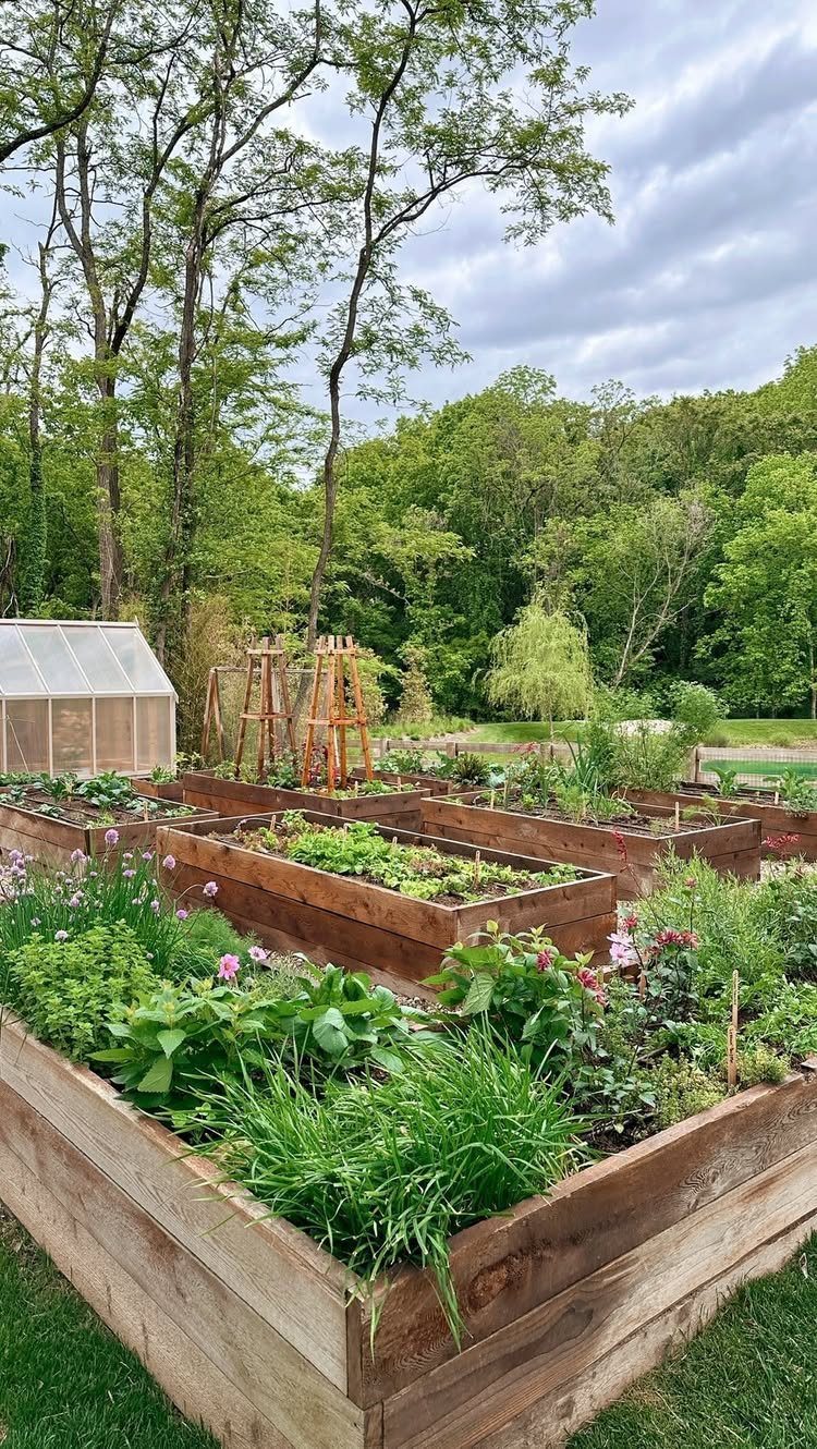 Wooden raised garden beds filled with lush green plants and flowers in a backyard garden.