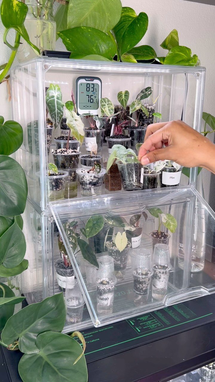 10 Easy Greenhouse Ideas for Any Backyard and Budget 10 A hand tending to small plants inside a clear acrylic greenhouse cabinet surrounded by greenery.
