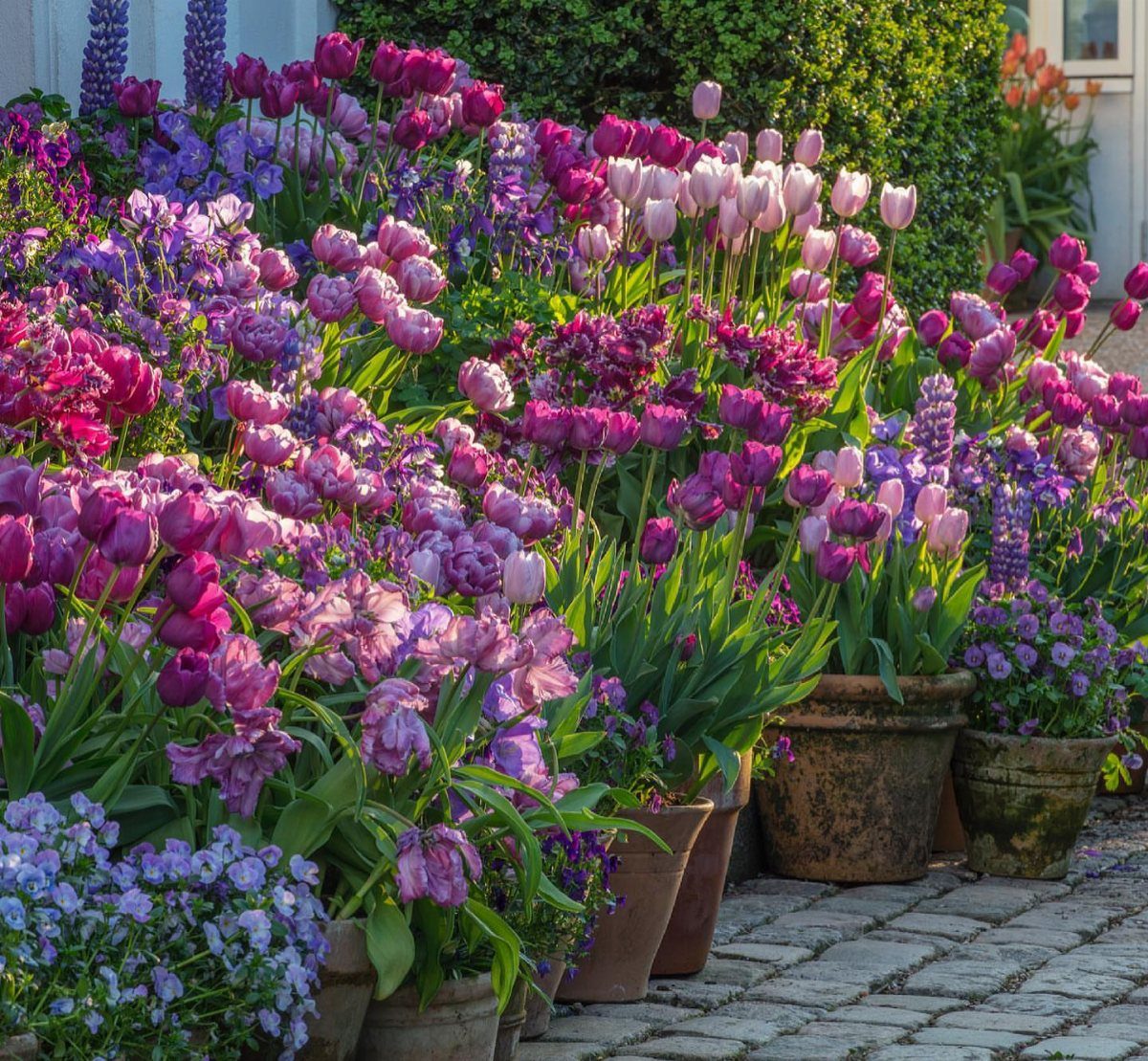 17 Front Flower Bed Ideas for Small Yards and Sunny Corners 8 Terracotta pots filled with colorful purple and pink tulips sitting on a cobblestone walkway.