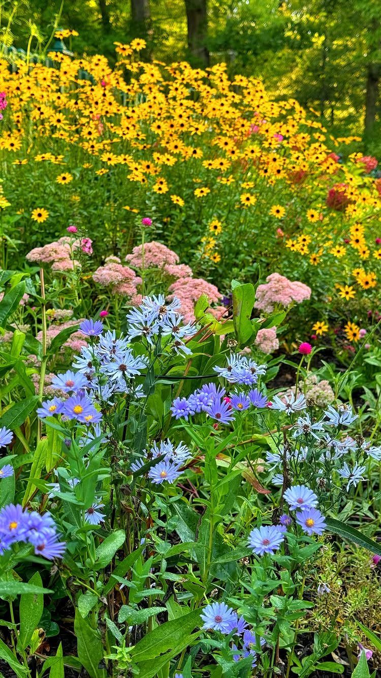 17 Front Flower Bed Ideas for Small Yards and Sunny Corners 3 Yellow, pink, and blue wildflowers blooming densely in a lush, natural garden setting.