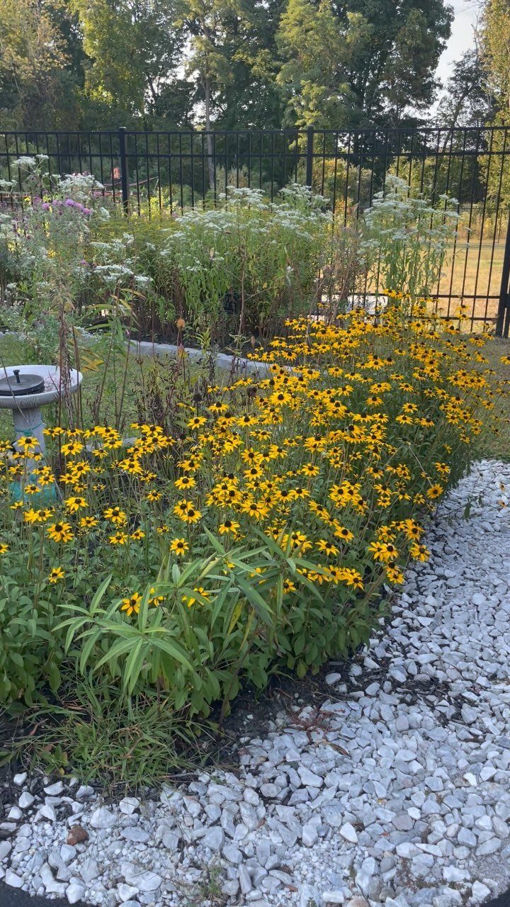 17 Front Flower Bed Ideas for Small Yards and Sunny Corners 1 Yellow black-eyed Susans and white wildflowers growing in a garden bed next to white gravel.