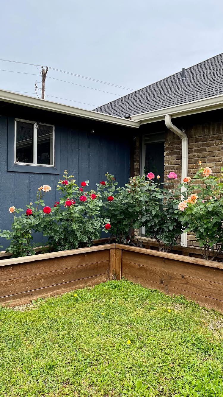 17 Front Flower Bed Ideas for Small Yards and Sunny Corners 6 Rose bushes with red and pink flowers growing in wooden raised garden beds next to a house.