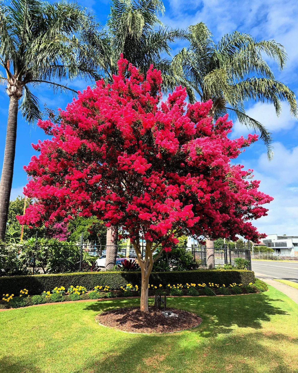 13 Front Lawn Landscaping Ideas for Curb Appeal and Low Upkeep 4 A bright pink flowering tree stands prominently in a lush green lawn under a blue sky.