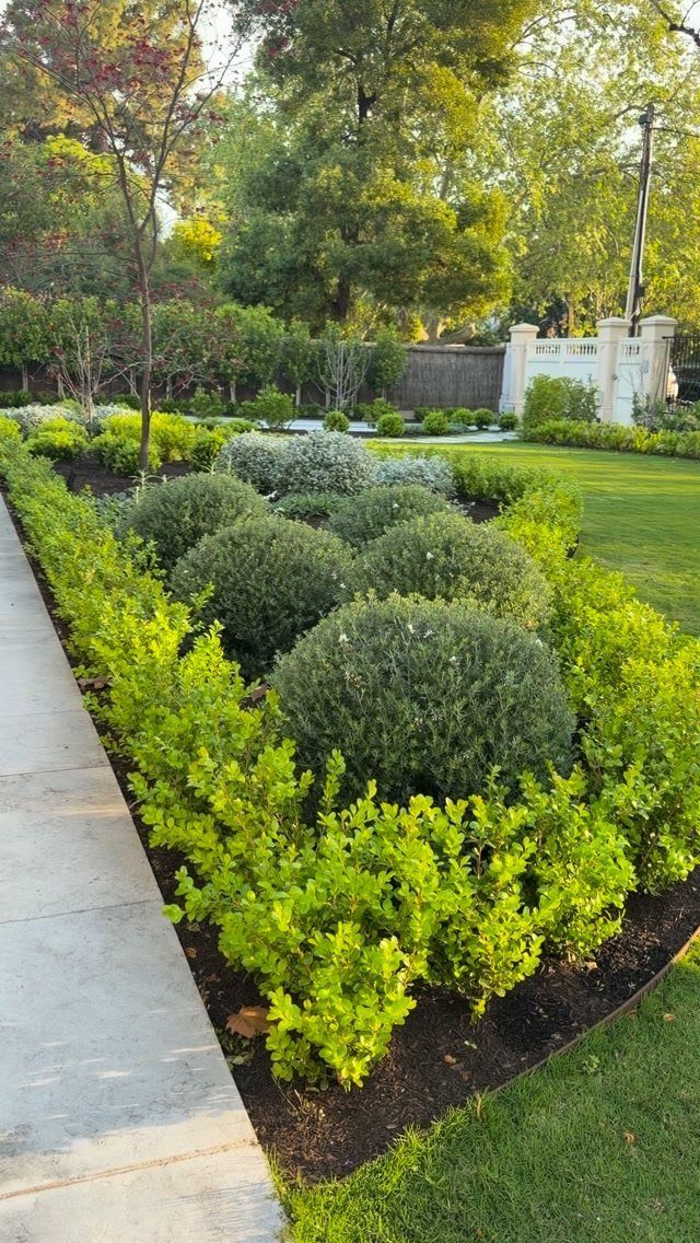 13 Front Lawn Landscaping Ideas for Curb Appeal and Low Upkeep 12 Rounded green shrubs and bright lime-green hedges line a concrete walkway in a landscaped garden.