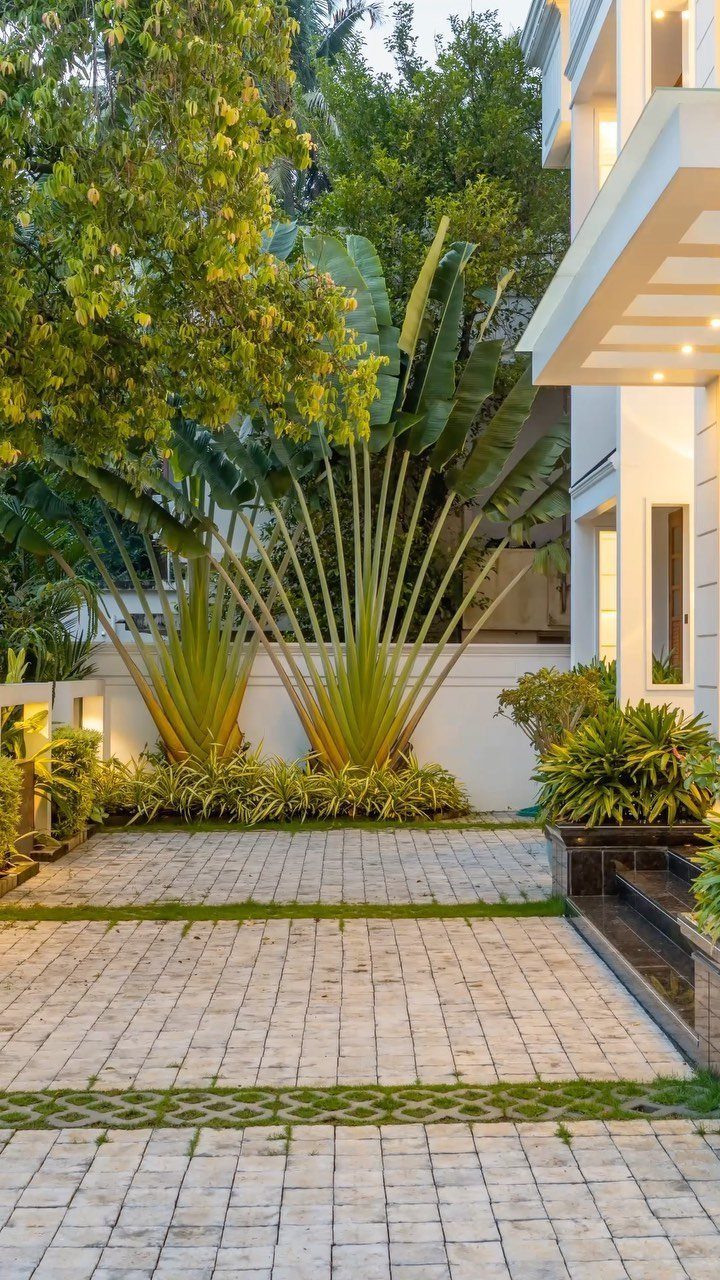 10 Garden Front of House Ideas: From Foundation Beds to Arbors 10 Large traveler's palms with fan-shaped leaves in a paved courtyard next to a modern white house.