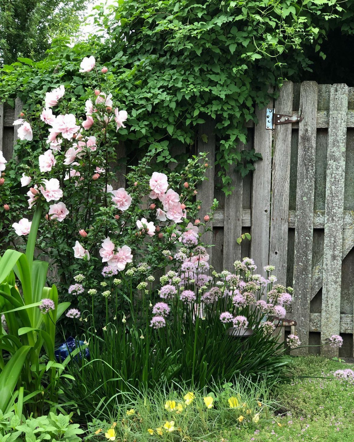 10 Garden Front of House Ideas: From Foundation Beds to Arbors 5 Pink Rose of Sharon flowers blooming on tall shrubs next to a wooden fence.