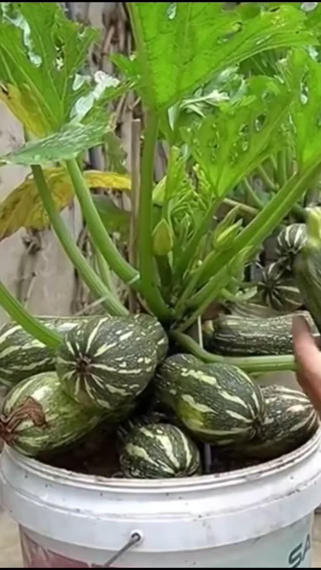 Growing Vegetables for Beginners: 7 Ideas to Start Your Garden 6 Striped green marrow vegetables growing densely inside a white plastic container with large green leaves.