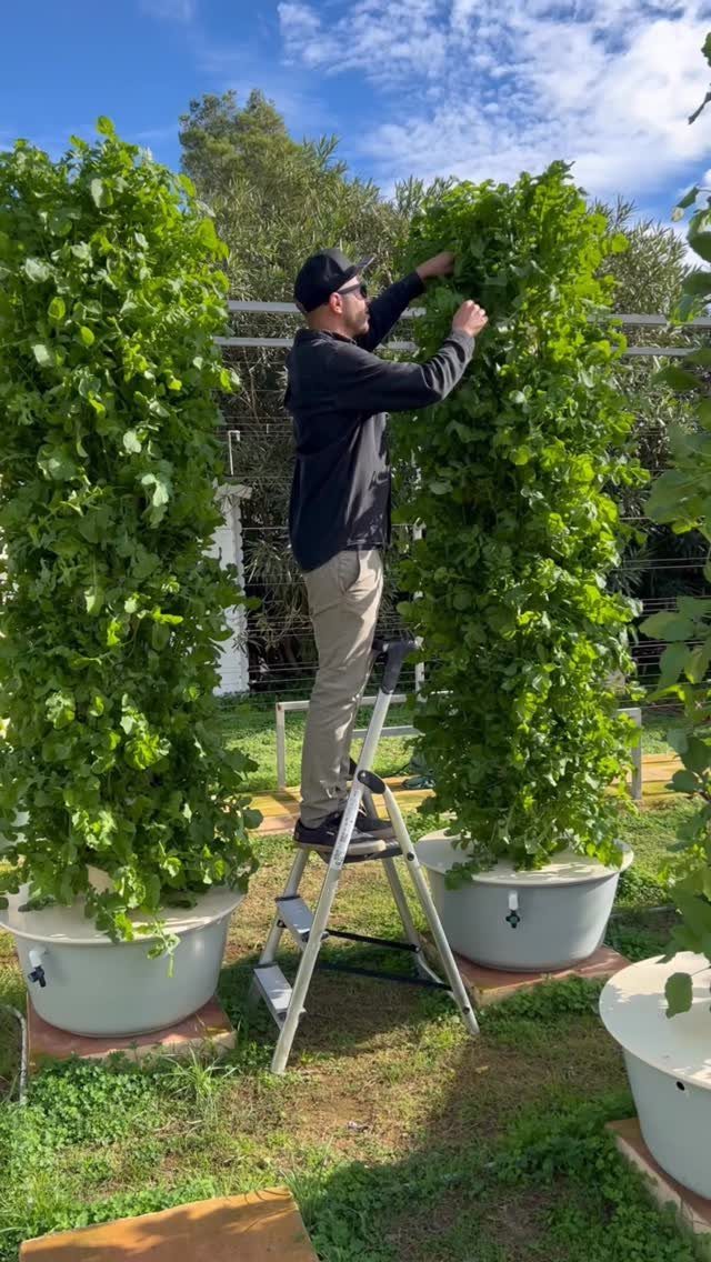 Growing Vegetables for Beginners: 7 Ideas to Start Your Garden 4 A man on a ladder tending to tall green plants growing vertically from large white containers.