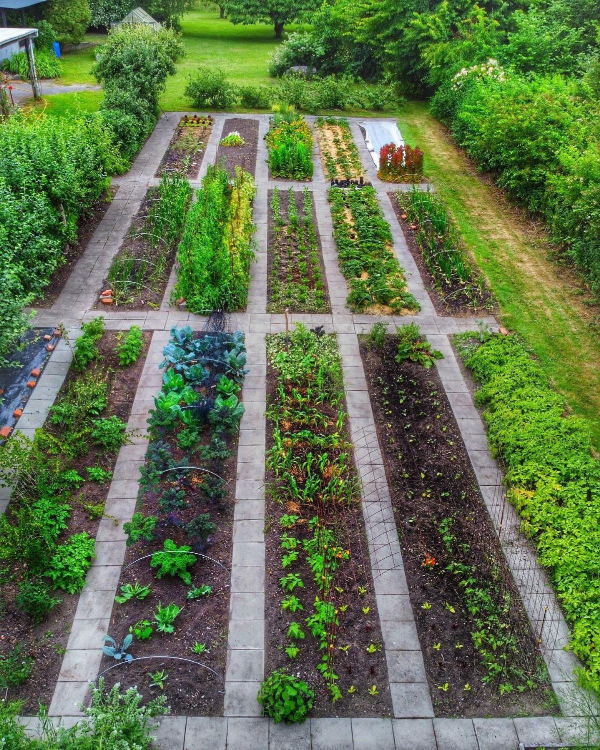 Growing Vegetables for Beginners: 7 Ideas to Start Your Garden 3 Aerial view of organized rectangular in-ground garden beds filled with various green vegetable plants.