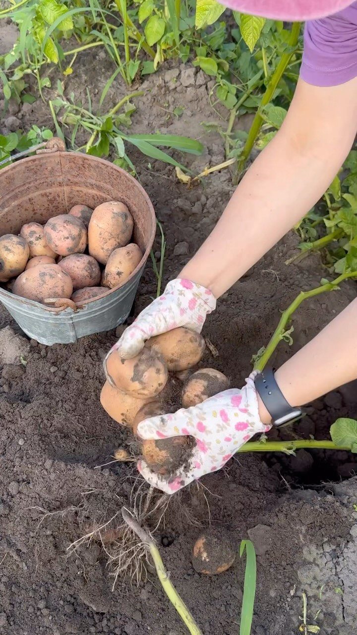 Growing Vegetables for Beginners: 7 Ideas to Start Your Garden 5 Hands in white gloves harvest fresh potatoes from the dark garden soil near a bucket.