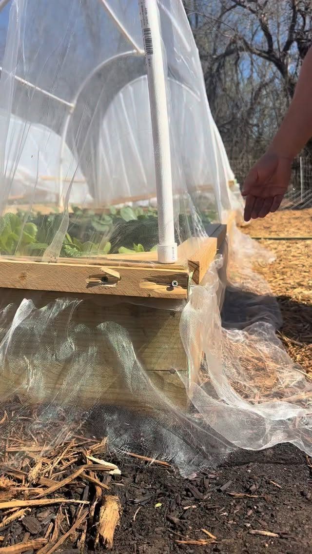 Growing Vegetables for Beginners: 7 Ideas to Start Your Garden 2 White insect netting covering a wooden raised garden bed with green plants inside.