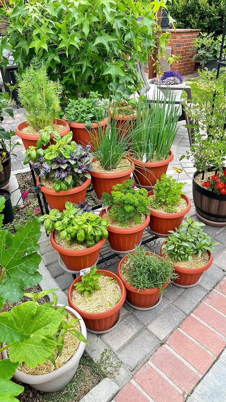 Herbal Garden Layout: 8 Designs for Small Spaces 1 Various potted herbs arranged on a stone patio next to lush green plants.