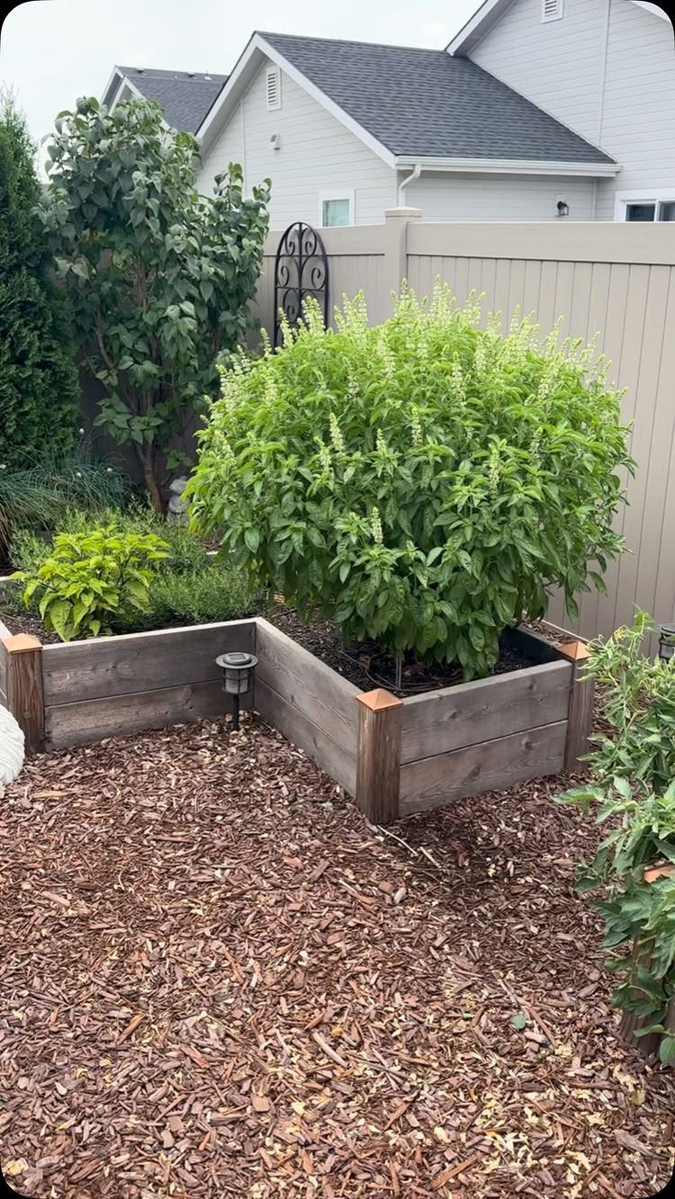 Herbal Garden Layout: 8 Designs for Small Spaces 2 Large green basil plant growing in a wooden corner raised garden bed surrounded by mulch.