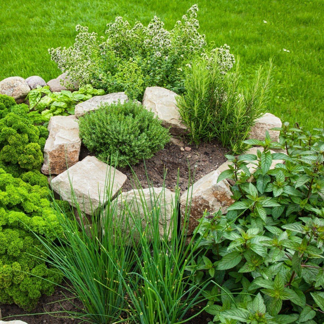 Herbal Garden Layout: 8 Designs for Small Spaces 6 Various green herbs planted in a stone-bordered garden bed on dark soil.