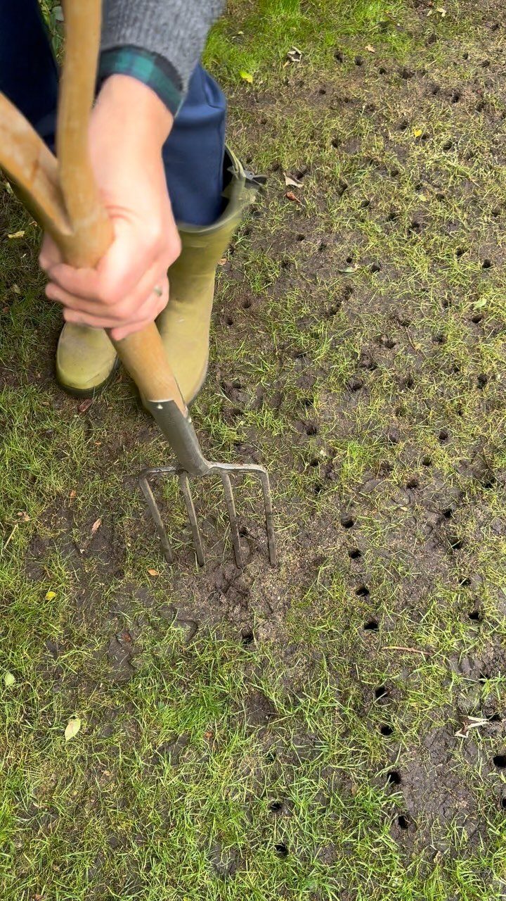 A person using a garden fork to poke holes into a green lawn for aeration.