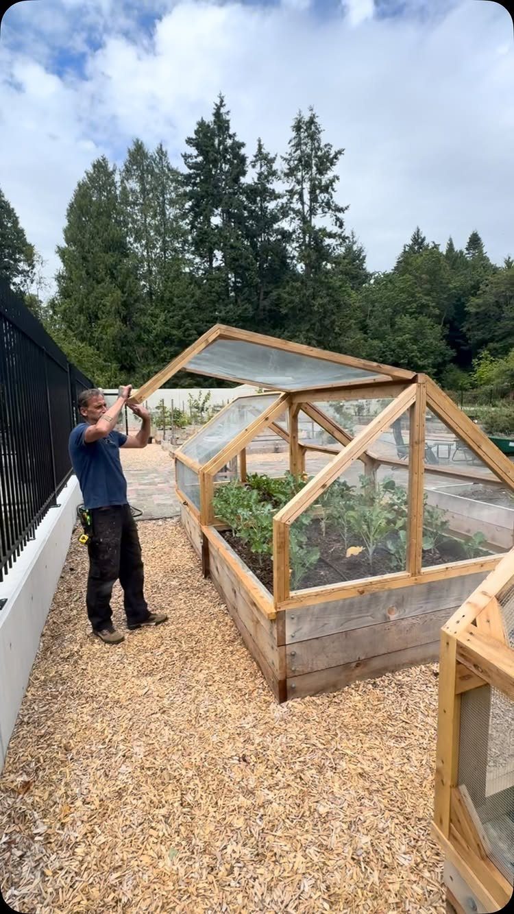 A man building a wooden cold frame garden bed with glass panels over green plants.