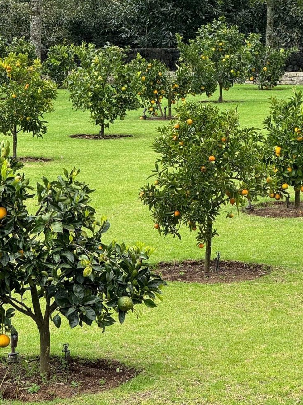 Small citrus trees with orange fruit planted in a row on a green lawn.