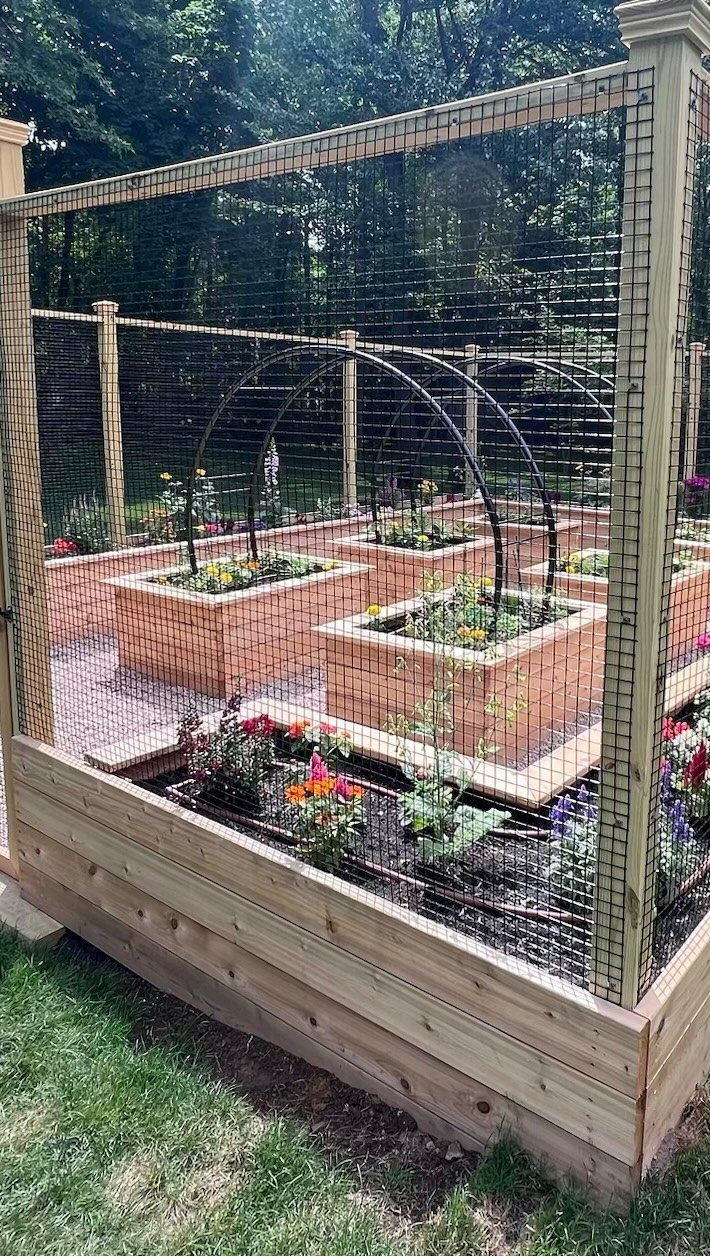 Raised wooden garden beds with plants inside a large wire mesh garden enclosure.