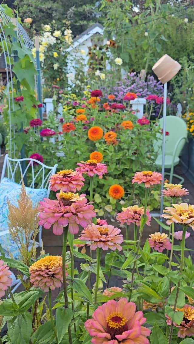 Colorful pink and orange zinnias blooming in a lush, sunlit backyard garden setting.