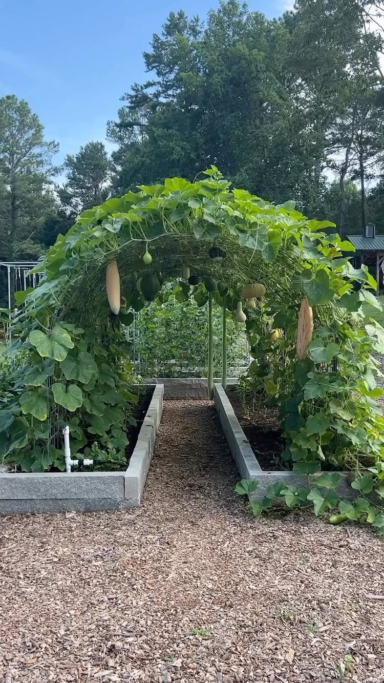 Green climbing vines with large leaves and hanging melons forming an arch over raised garden beds.