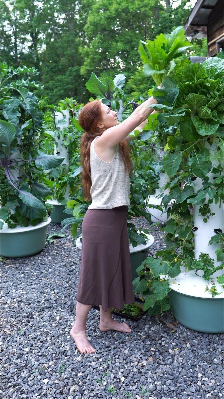 Woman harvesting large green leaves from a white vertical hydroponic growing tower system.