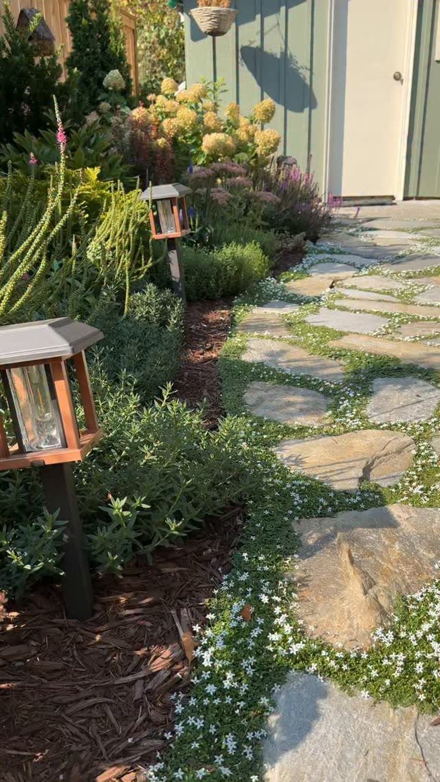 Small white flowering ground cover growing between irregular flagstones in a garden walkway.