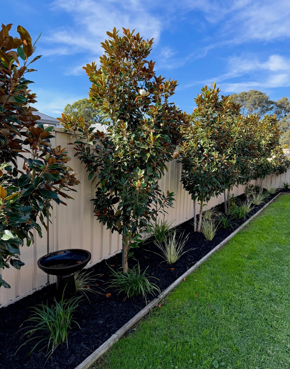 Small magnolia trees and ornamental grasses planted in a mulched garden bed along a fence.