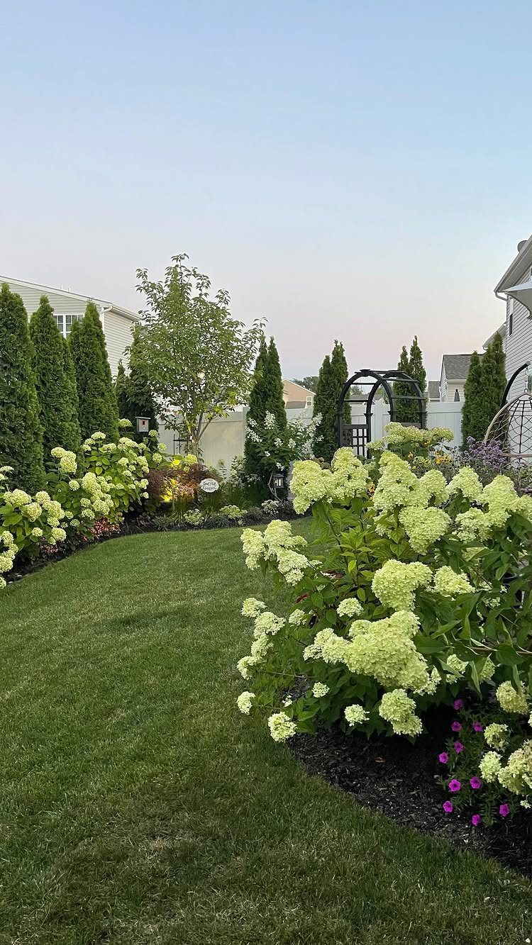 Green lawn bordered by white hydrangeas and tall evergreen trees forming a privacy screen.