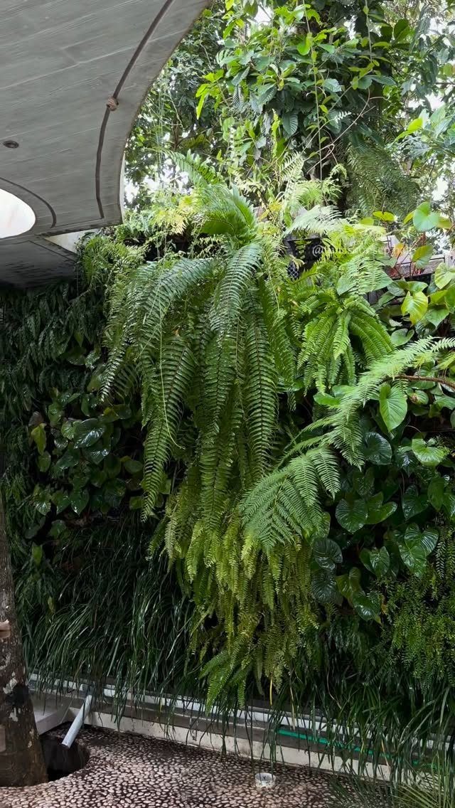Lush green ferns and tropical plants growing densely on a vertical living wall structure.