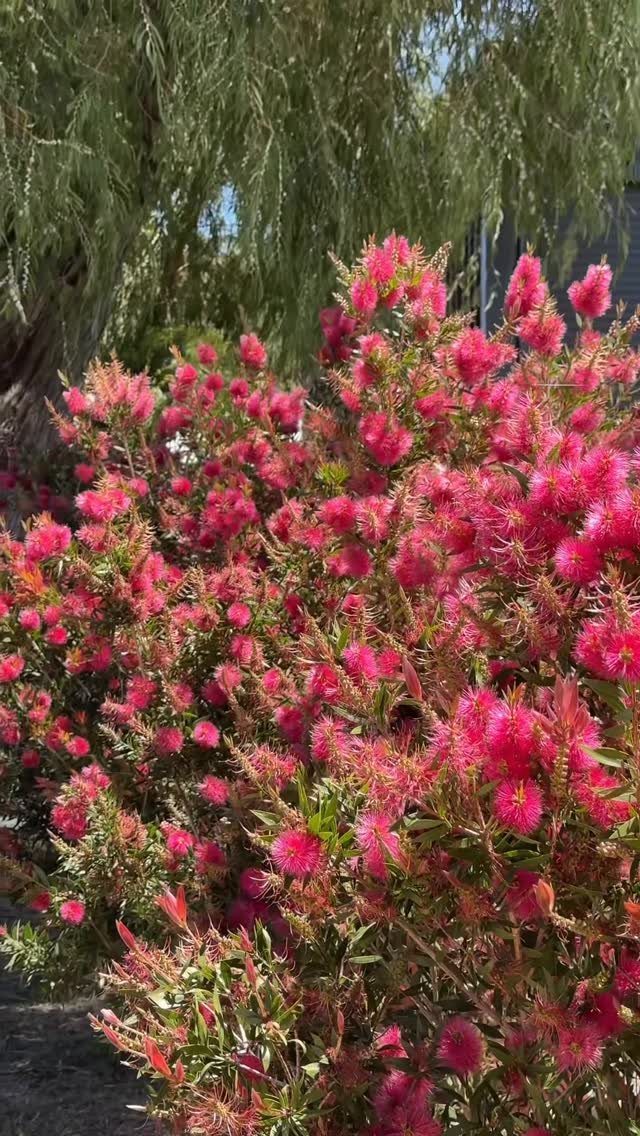 16 Low Budget Backyard Ideas to Refresh Your Outdoor Space 11 Vibrant pink flowering shrubs with dense blossoms growing in a sunny outdoor garden setting.