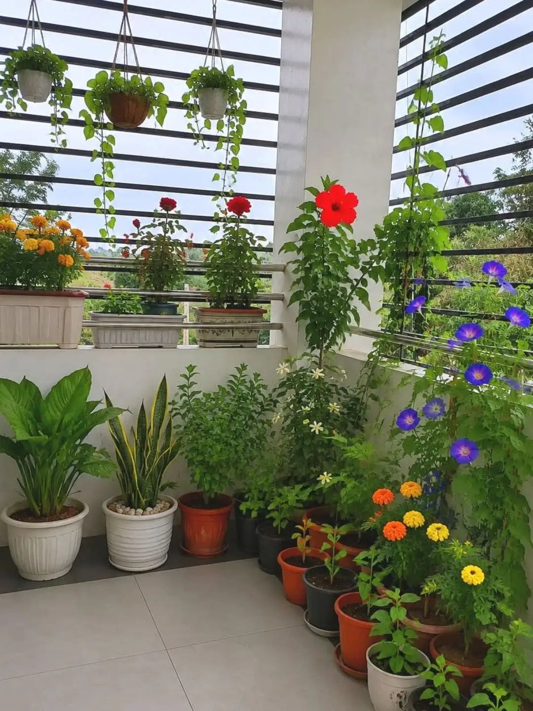 9 Outdoor Flower Pots Ideas with Window Boxes, Trellises & Wall Pots 1 Various potted plants with tall, medium, and trailing greenery arranged on a balcony.