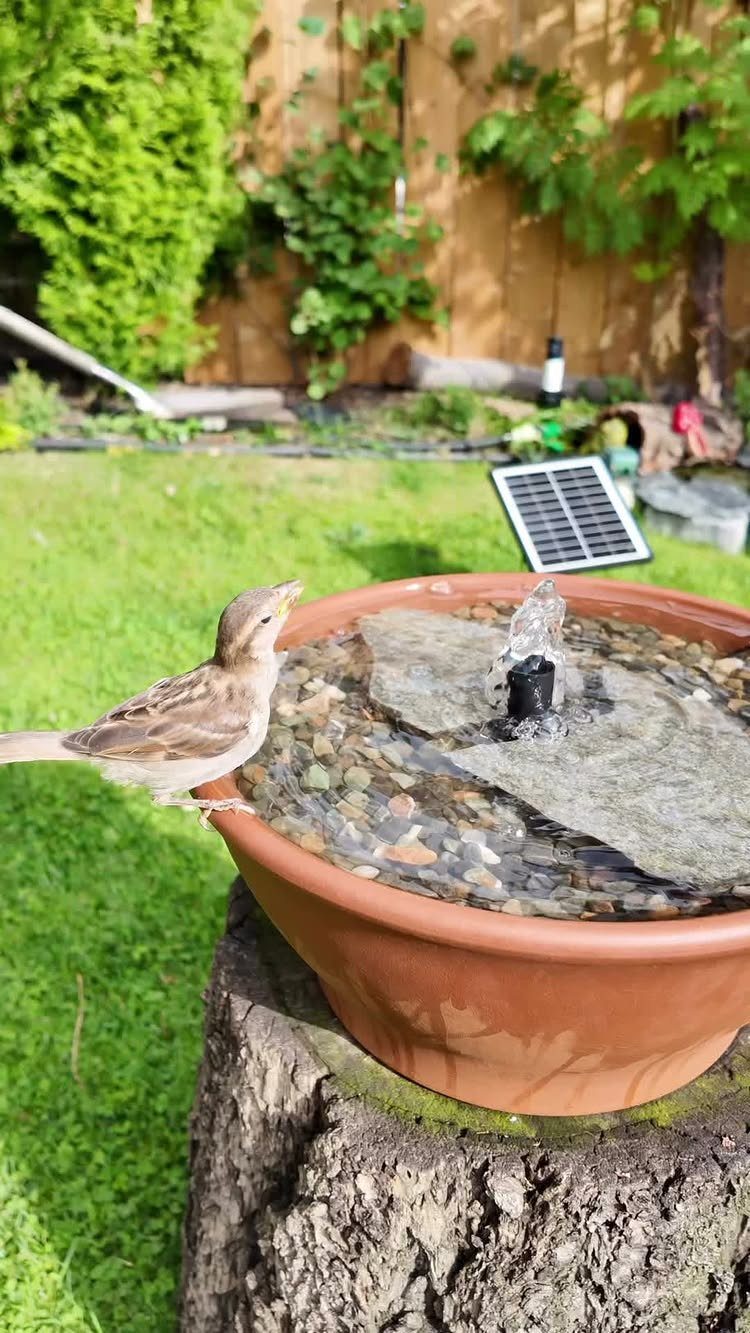 A small bird perches on a terracotta pot containing a tiny solar fountain and pebbles.