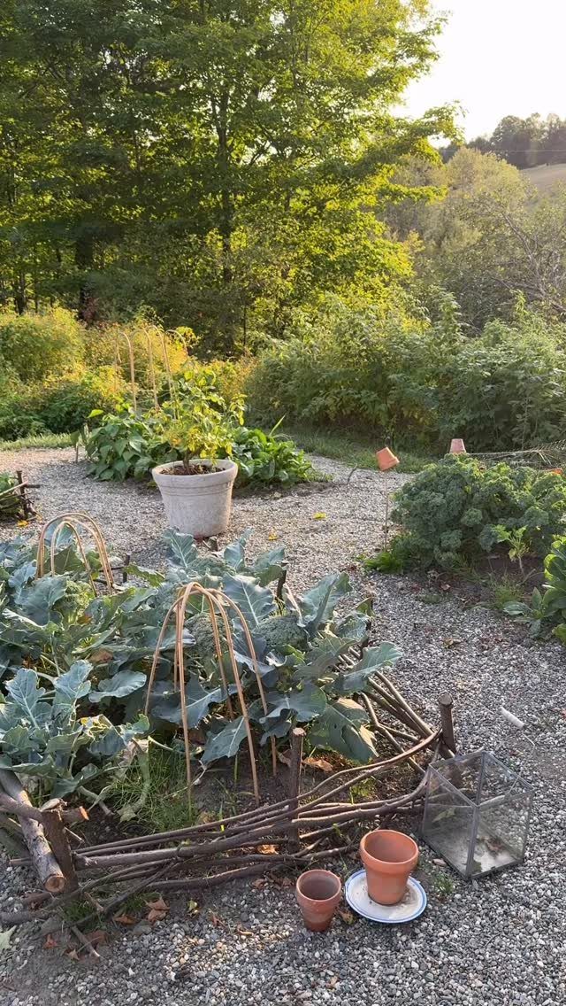 Vegetable plants growing in rustic wooden garden beds surrounded by a gravel path and lush green trees.