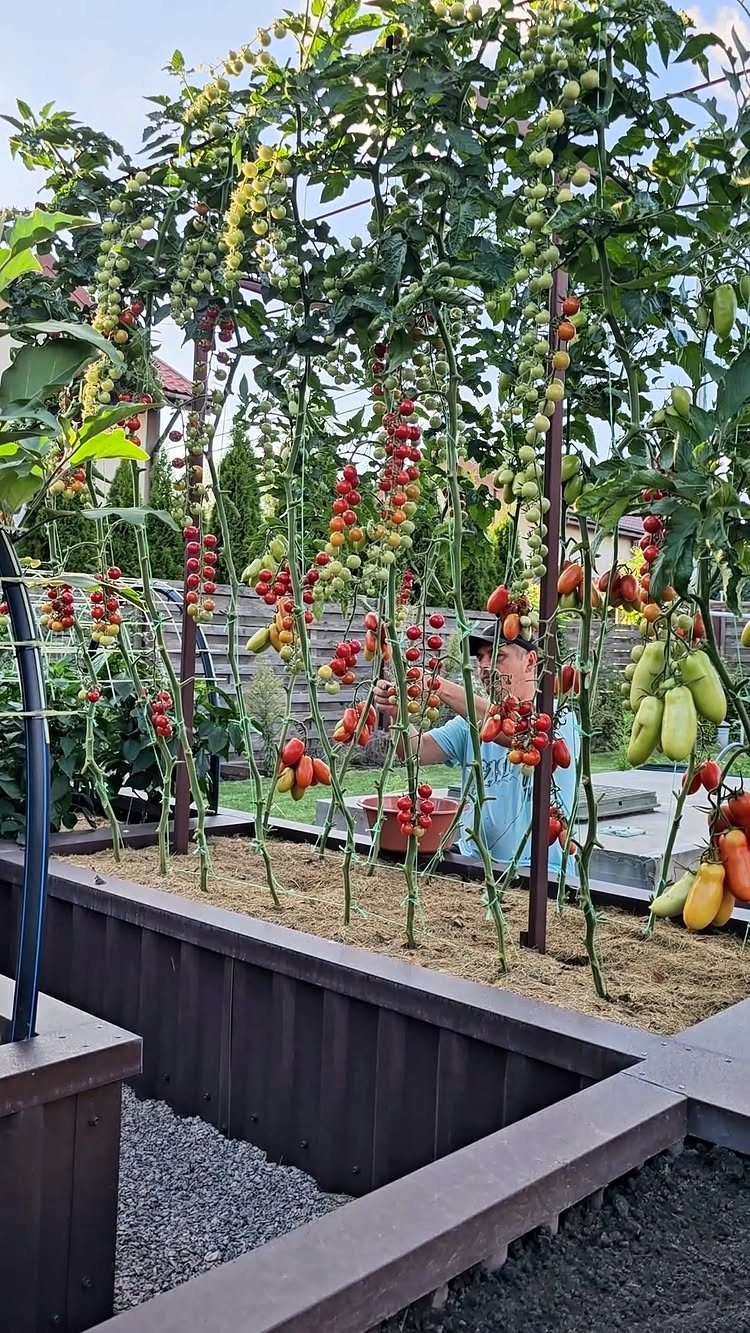 Tomato plants with ripe red fruit growing in dark wooden raised garden beds.