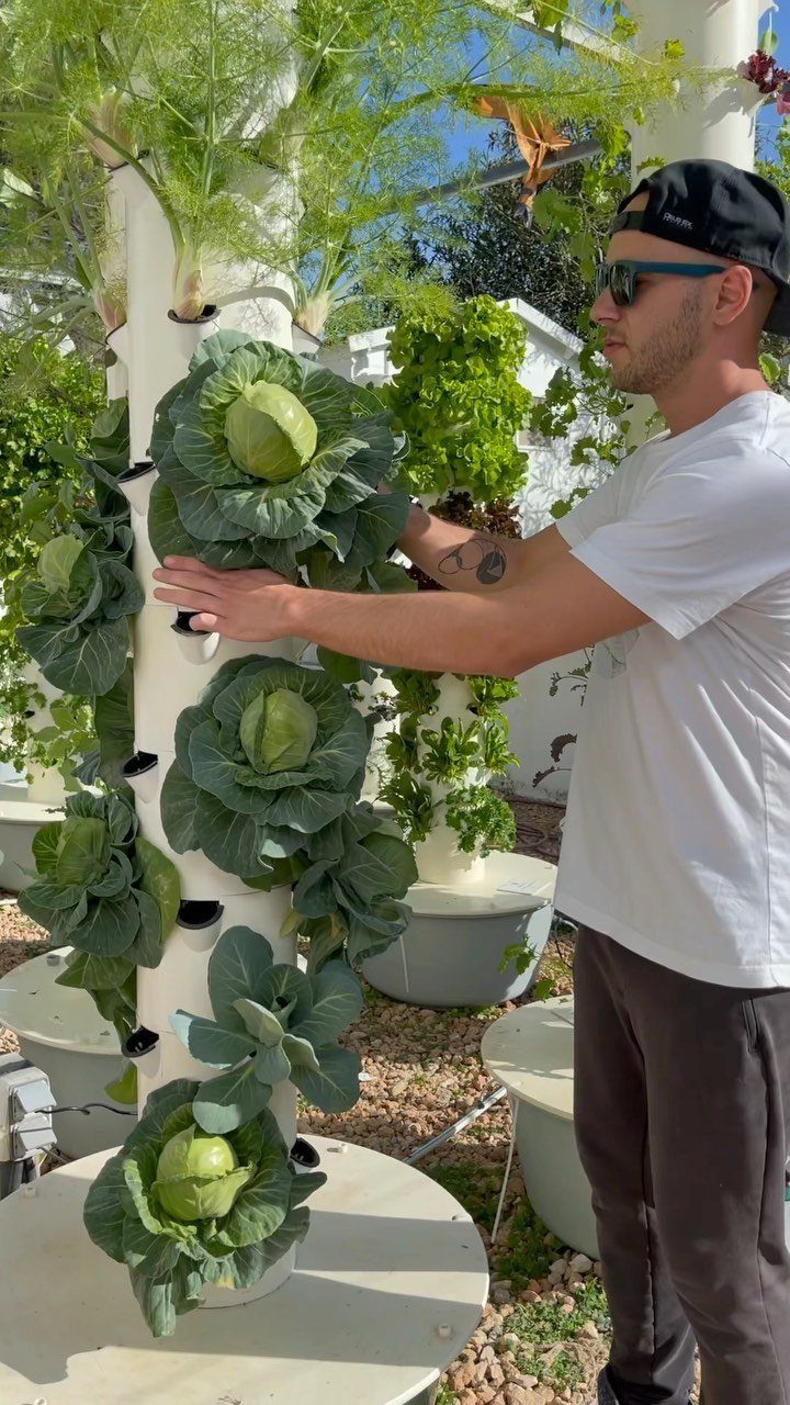 A man tending to green cabbages growing in a white vertical hydroponic tower outdoors.