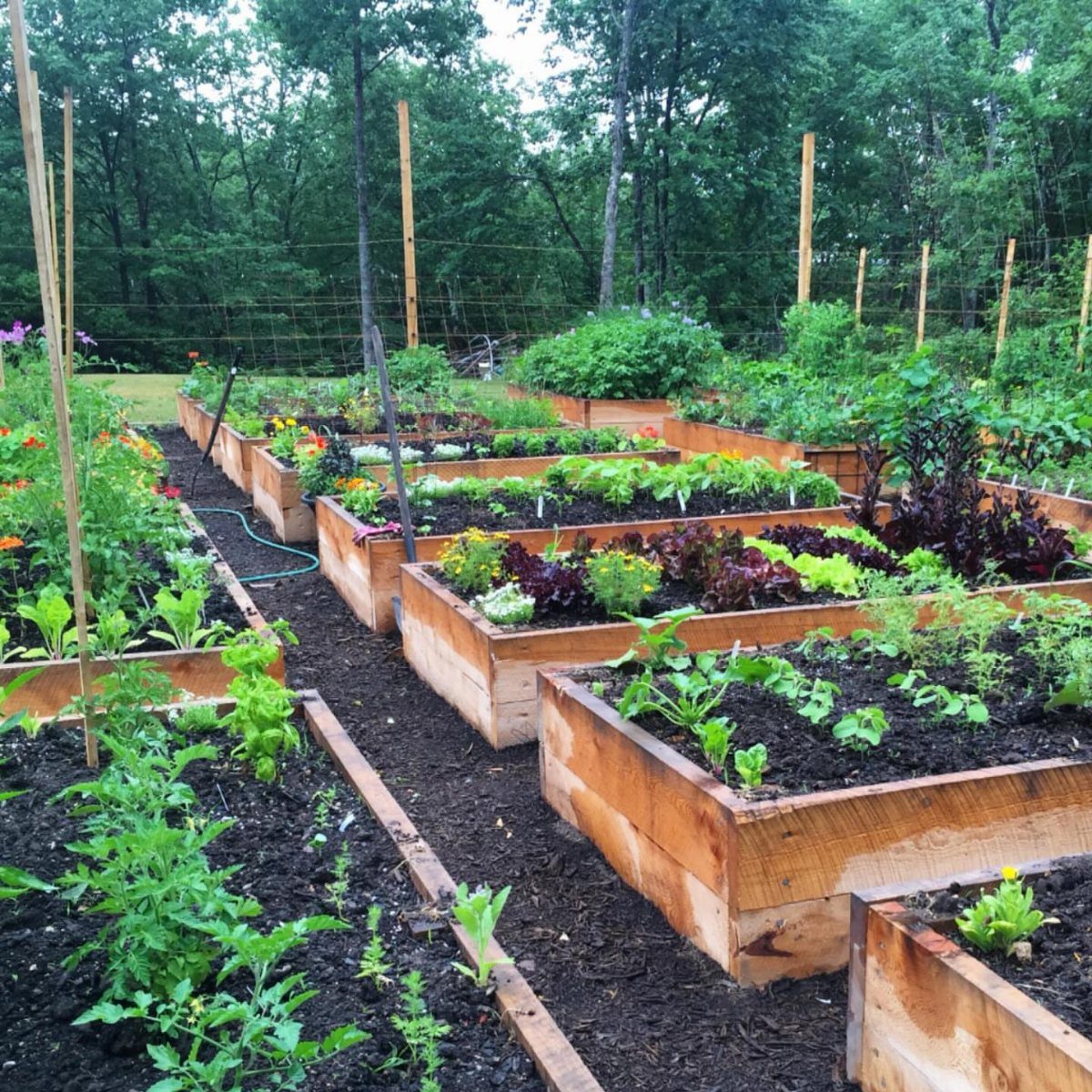 Wooden raised garden beds filled with various green vegetable plants arranged in a backyard garden.