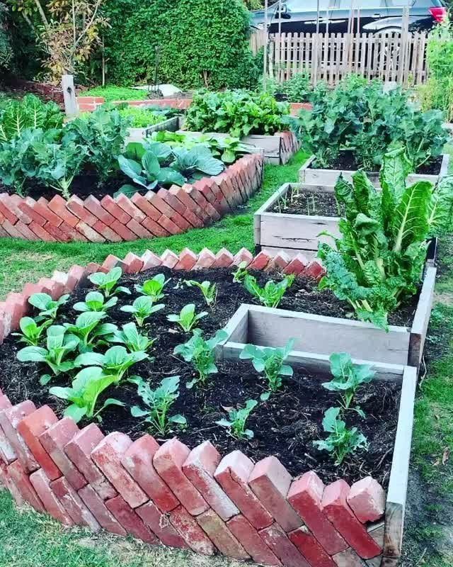 Red brick and wooden raised garden beds filled with lush green leafy vegetables in a backyard.