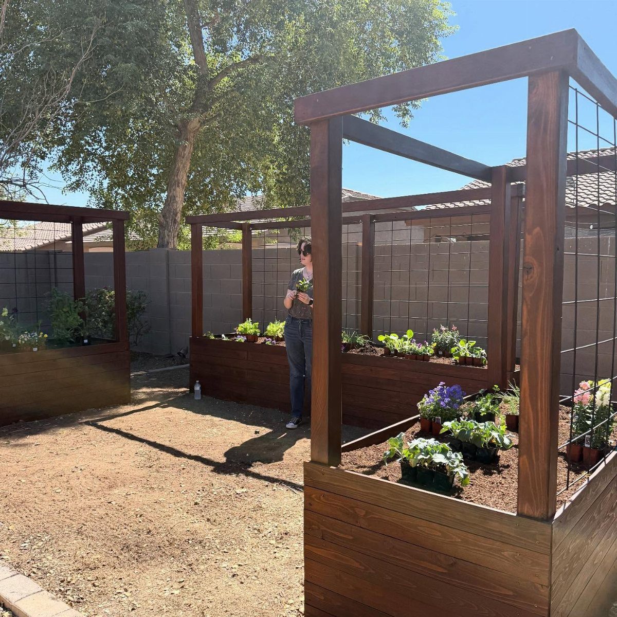 A person stands between dark wood U-shaped raised garden beds filled with small plants.