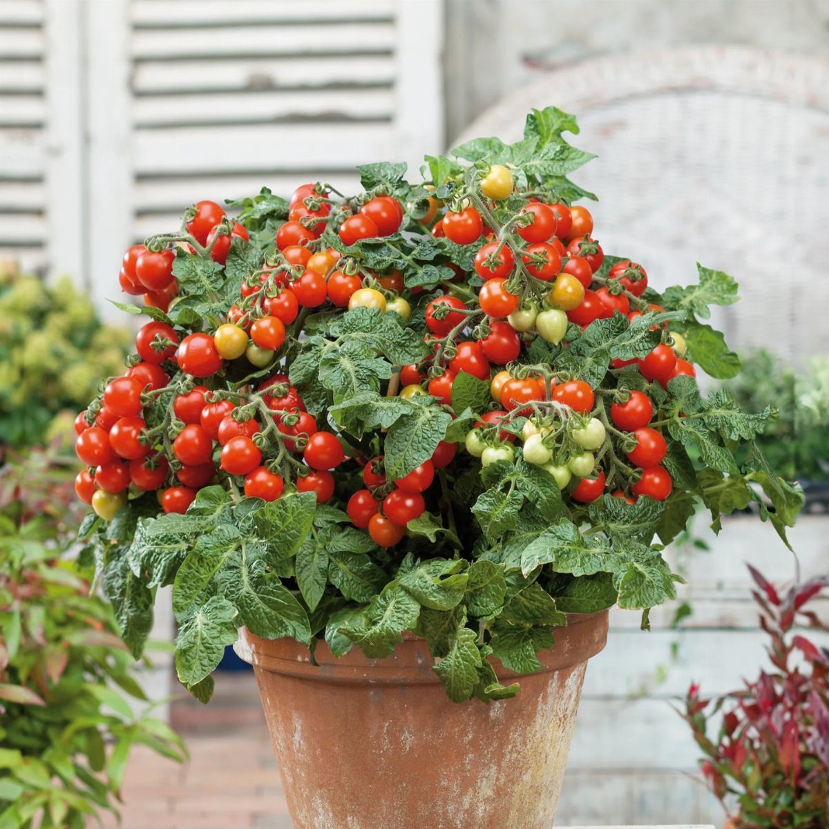 Small Space Vegetable Garden: 10 Ideas for Tight Spots 4 A lush cherry tomato plant overflowing with ripe red tomatoes in a terracotta pot.