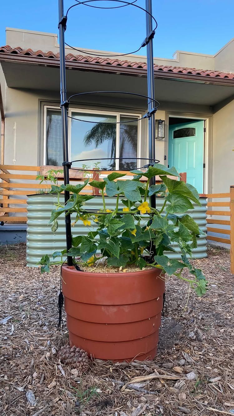 Small Space Vegetable Garden: 10 Ideas for Tight Spots 5 A cucumber plant with yellow flowers growing in a large terracotta pot next to a black trellis.