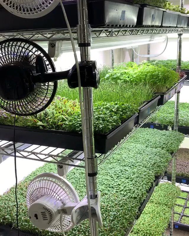 Small Space Vegetable Garden: 10 Ideas for Tight Spots 3 Green microgreens growing in black trays on metal shelves with small fans for airflow.